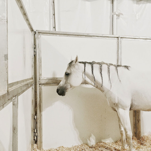 人與馬的完美結合藝術, 盡在Cavalia